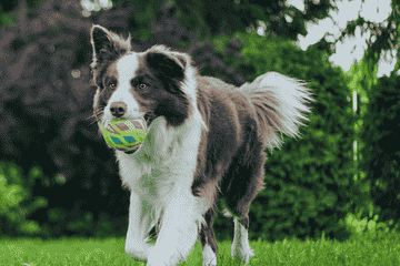资金紧张却豪掷近7亿元收购资产：天元宠物为郭