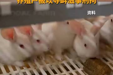 新京快评：养殖户维权遭副镇长举报被刑拘 真相