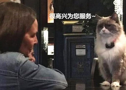 原创
            猫咪被酒店收留，为了报恩帮老板打工7年，不少客人只为猫咪而来