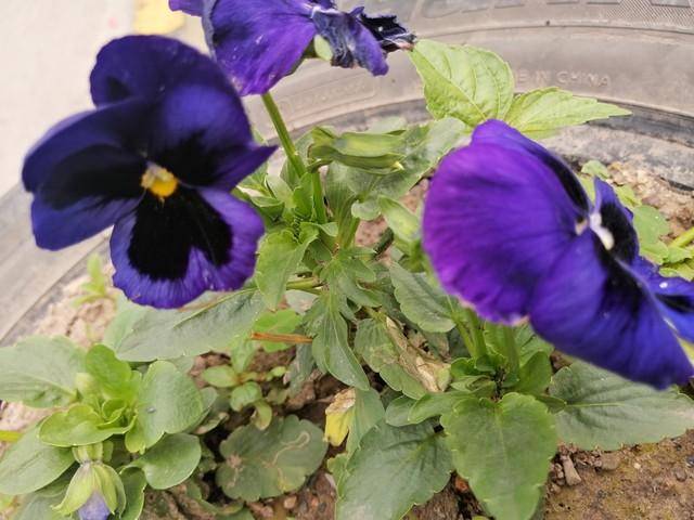 香堇花的来历和寓意你知道吗？