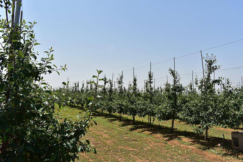 春来到果树开云体育app栽植有技巧(图2)