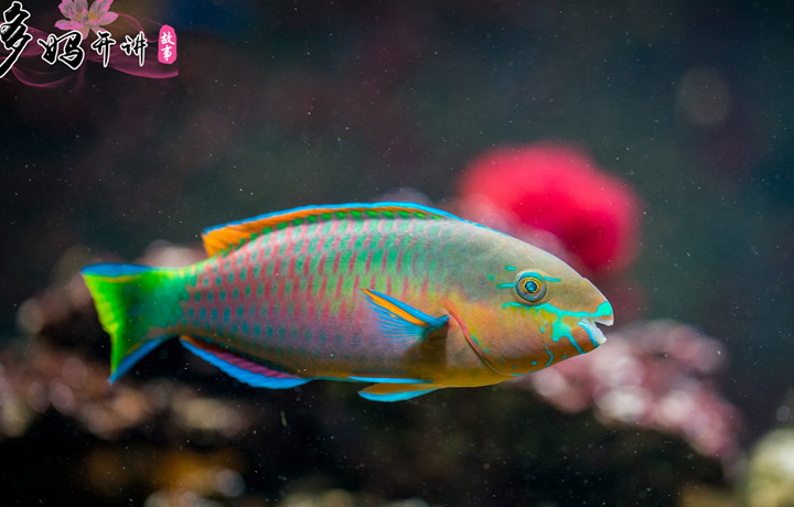 鱼会放屁么?这个奇怪的问题,很多人都会不假思索的回答