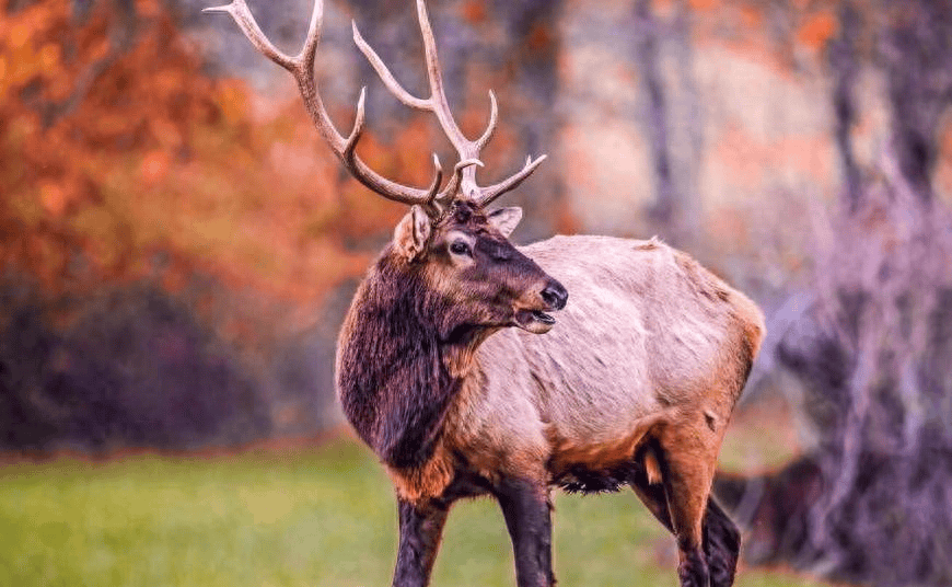 梦境的神秘语言，解析梦见红色的鹿和牛的深层含义