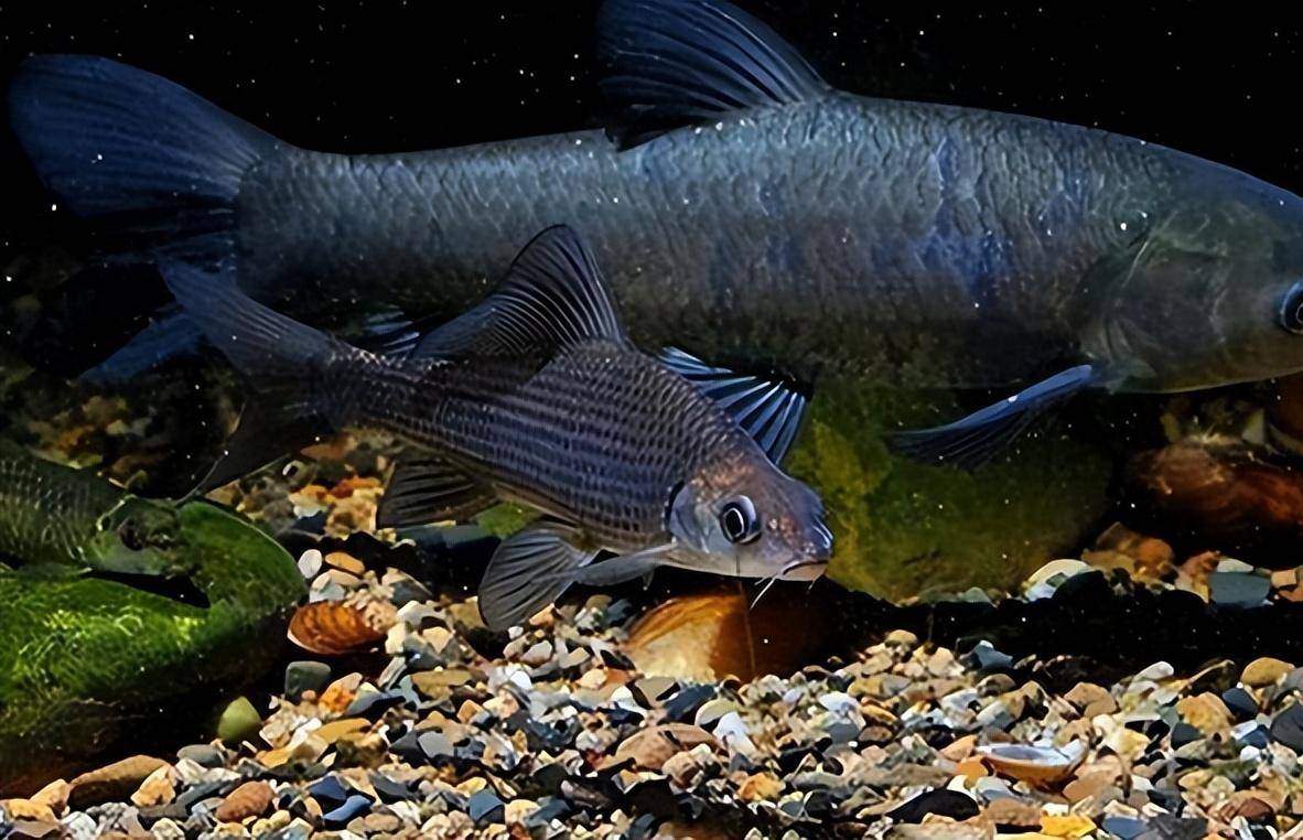 青鱼是四大家鱼之首，为何被称为“索命鱼”？到底有什么可怕的？