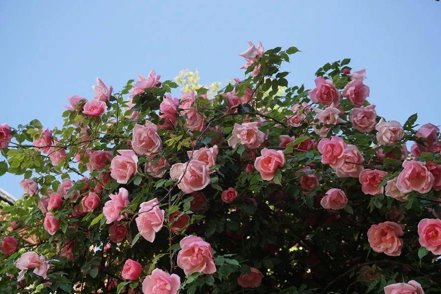 这个夏天，只想看一看丽江的蔷薇
