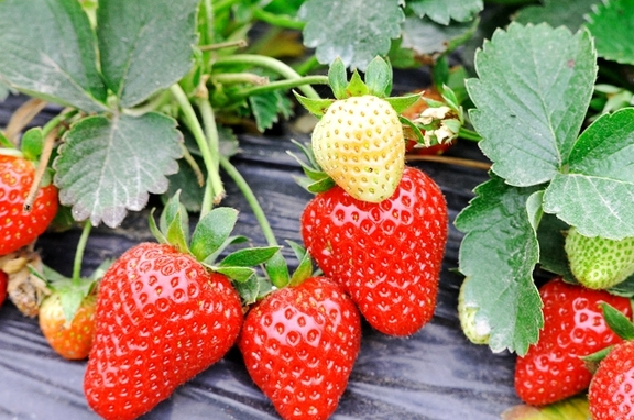 原创
            爱吃草莓，一定要避免这5个错误，3步正确清洗，要美食更要健康免费开奖结果查询