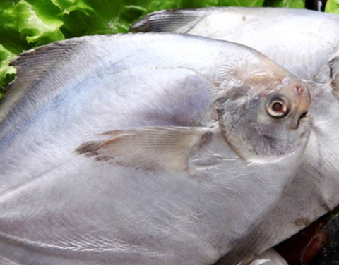 便宜又好吃的海鱼有哪些？海边人常吃这“4种”，肉鲜味美价格低