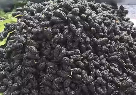 吃桑葚的季节到了，60岁老果农：牢记这几点，保你买到优质桑葚果