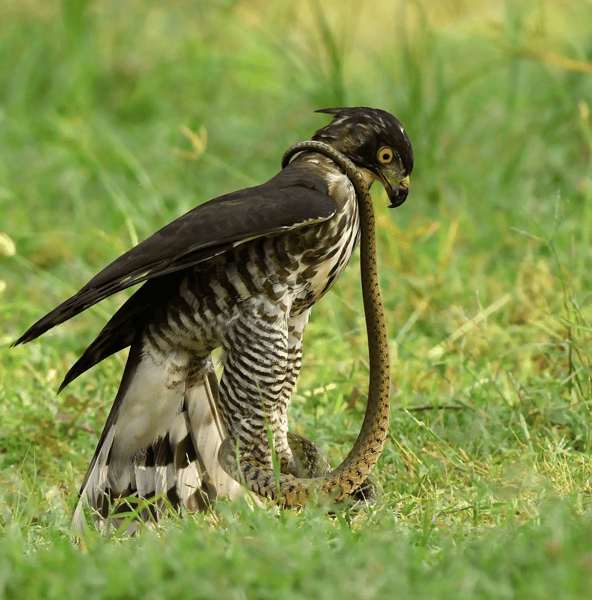 梦见鸟吃蛇，预示转变与重生的神秘征兆