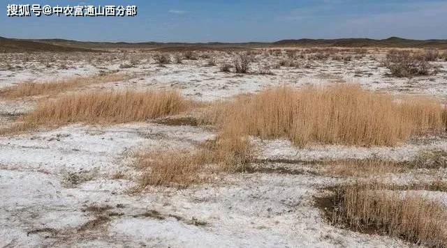盐碱地——隐藏的耕地资源，如何改良？