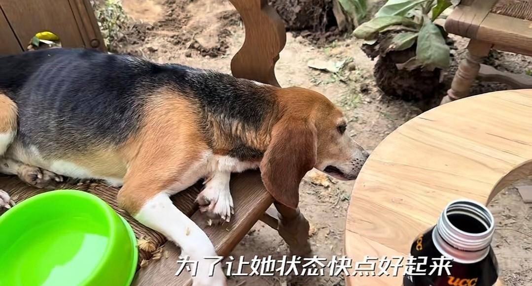 原创 说到做到!杜江霍思燕分享和珍珠相处视频,10岁嗯哼罕见出镜-杜江霍思燕秀恩爱视频