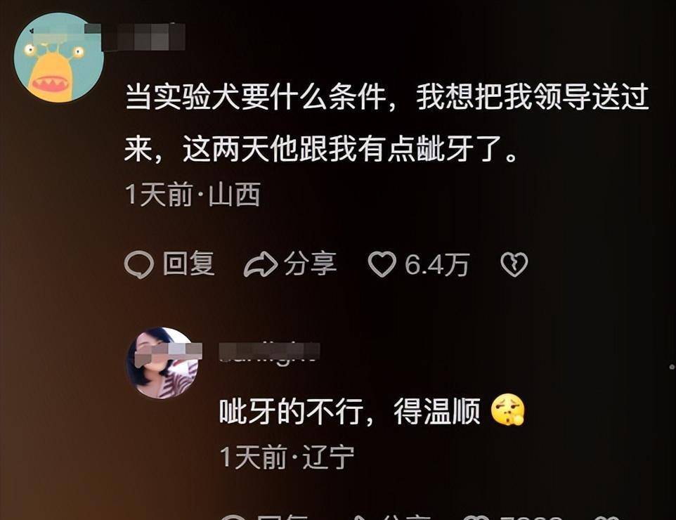 原创 笑爆了!98%的实验犬都是比格?为什么选择比格犬,听听业内人怎么说-实验犬比格犬