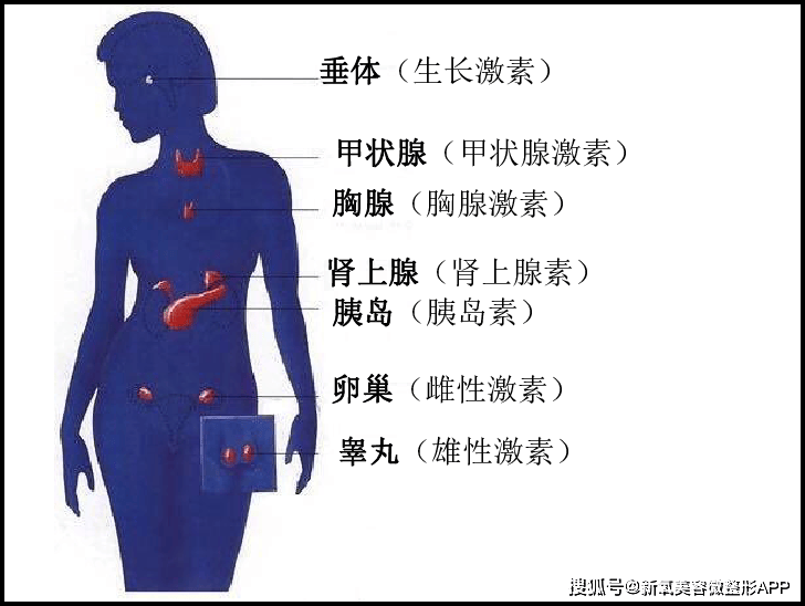 🌸【2024年新澳版资料正版图库】🌸_乐华娱乐(02306)上涨6.0%，报0.53元/股