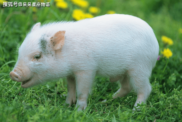 生肖亥猪 9 月运势大揭秘：好运爆棚还是暗藏挑战？