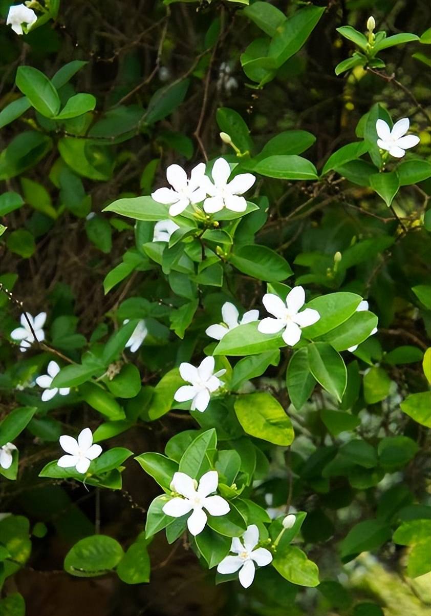 一竞技适合居家种植的6种盆栽好养好看香味浓郁值得拥有(图6)