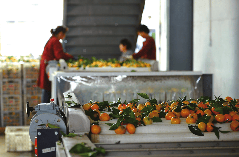 ▲城固县胜强柑桔专业合作社车间内工人在分拣柑桔。汤江 摄▲游客在城固