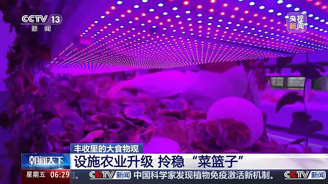 植物工厂长啥样？沙漠里能种水稻？揭秘种菜“黑科技”天博电竞登录(图2)