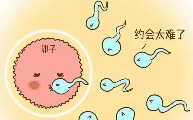 卵泡发育不良的表现和原因有哪些？需要如何进行调理？