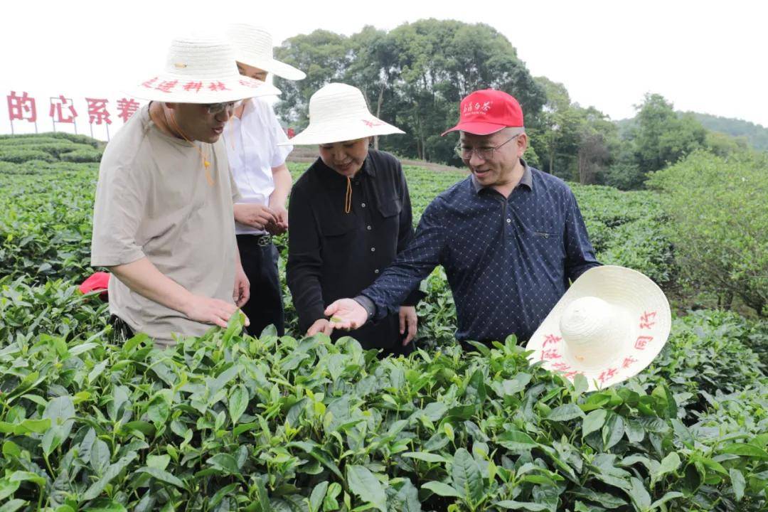 两大官媒镜头直击 福鼎白茶：“小茶叶”变“大产业”PG电子下载(图5)