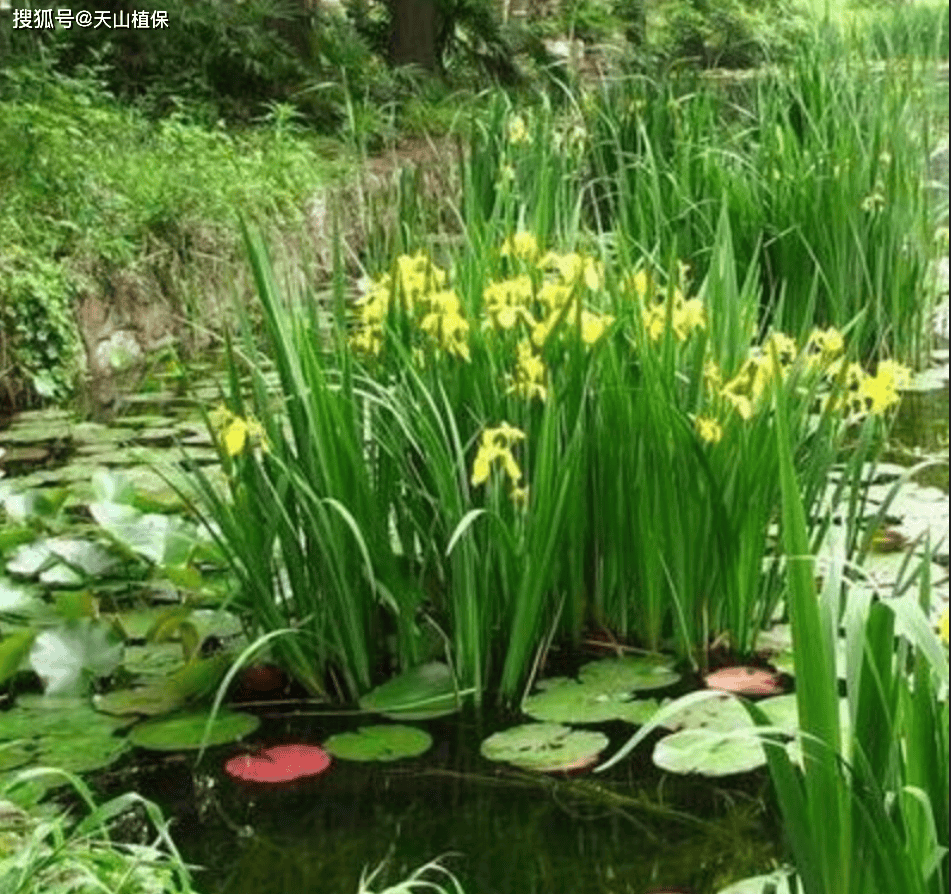 水生植物一竞技平台品种大全(图3)