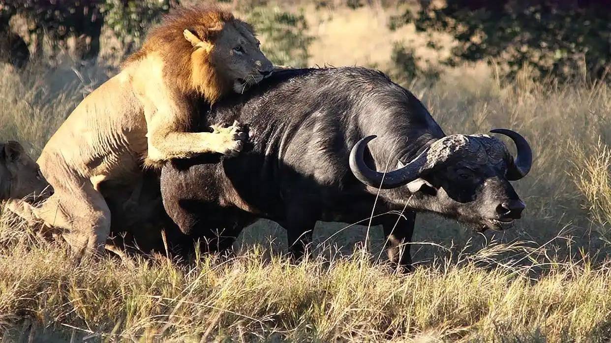 原创             动物在丧失繁殖能力前就会死亡，为何人类不这样？