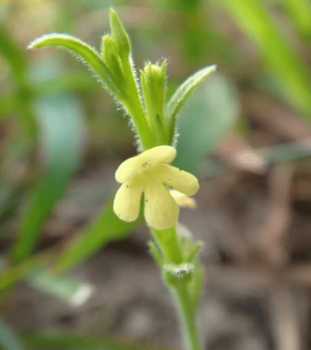 原创曾经的野草，如今成为名贵药材，千元1斤供不应求，可以种植吗？