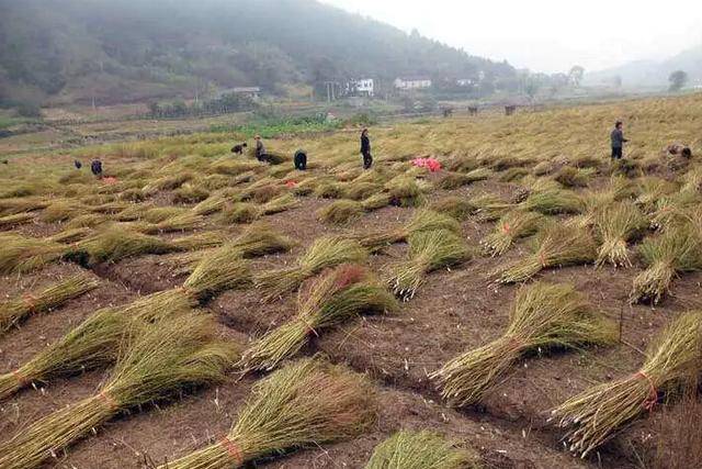 这种植物有点“委屈”在中国被一竞技平台当作扫把在日本却身价百倍(图4)