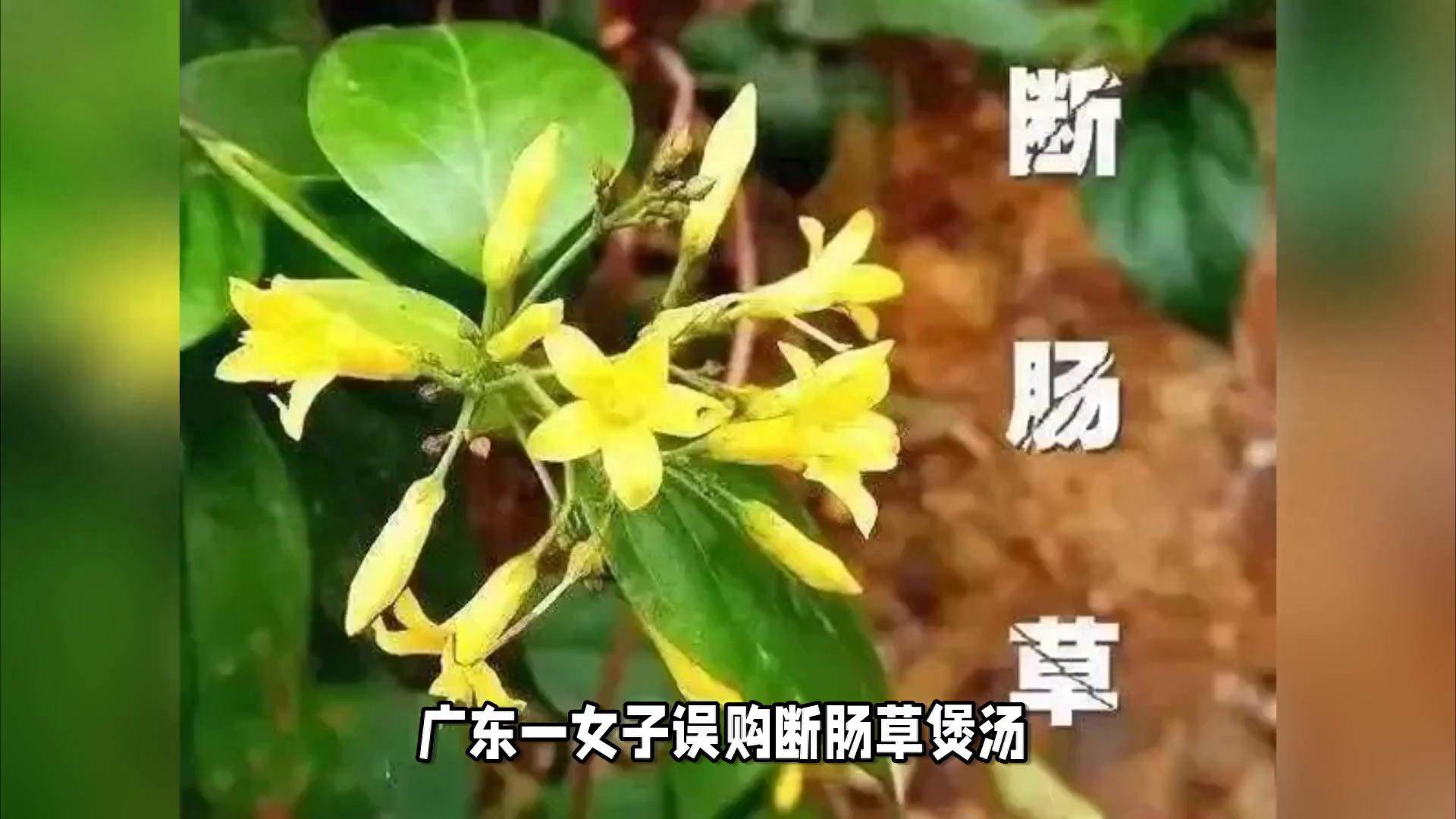 广东女子误购断肠草煲汤致死，药材安全引关注