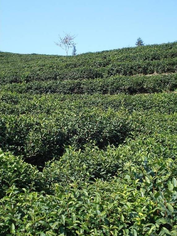 jbo竞博电竞网址绿月茶业：打造茶业投资的黄金机遇（二）(图3)