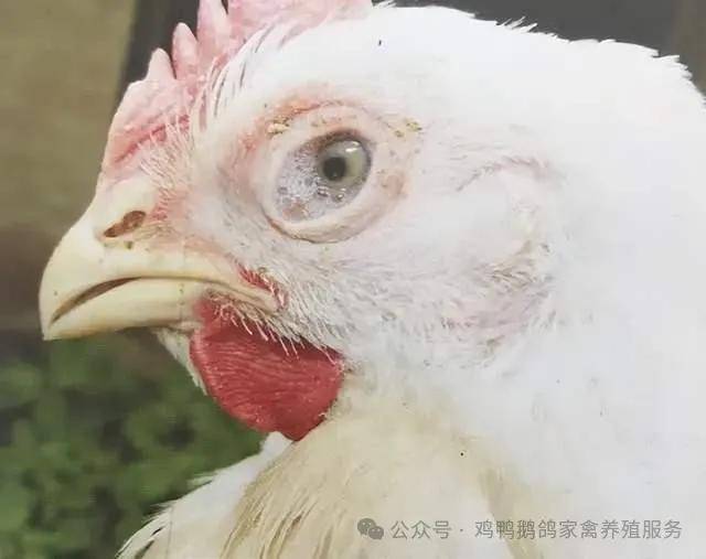 鸡感冒的症状有哪些？鸡感冒如何治疗？治疗鸡感冒用什么中药？治鸡感冒的中药