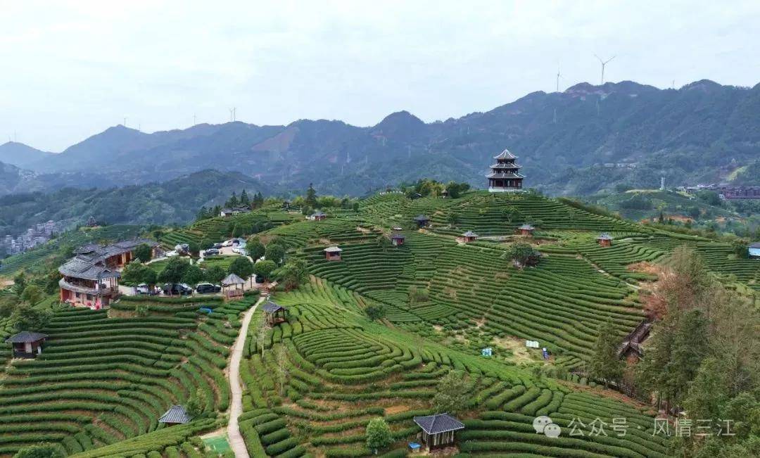 三江早春茶开采一个“早”字价值连城(图3)