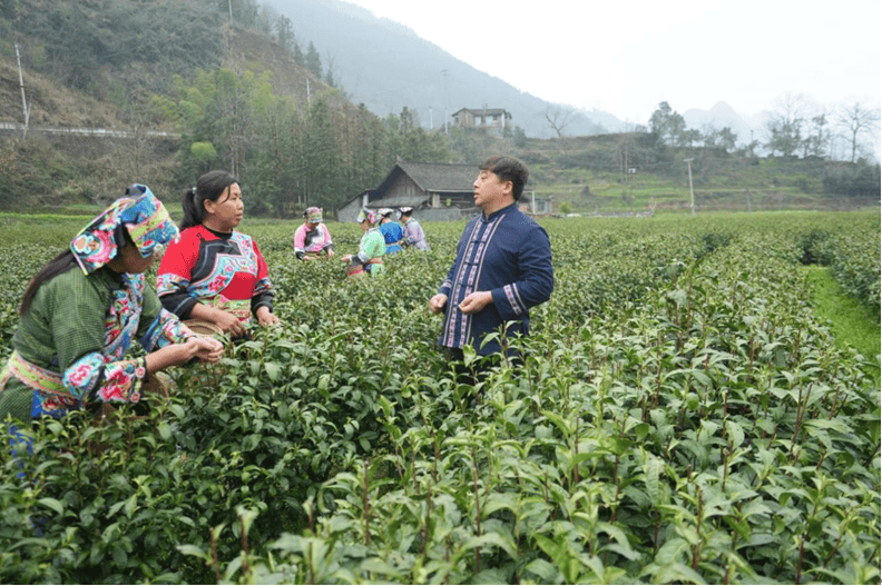 开云湖南湘西丨特写保靖黄金茶春茶第一采3月12日开采(图6)