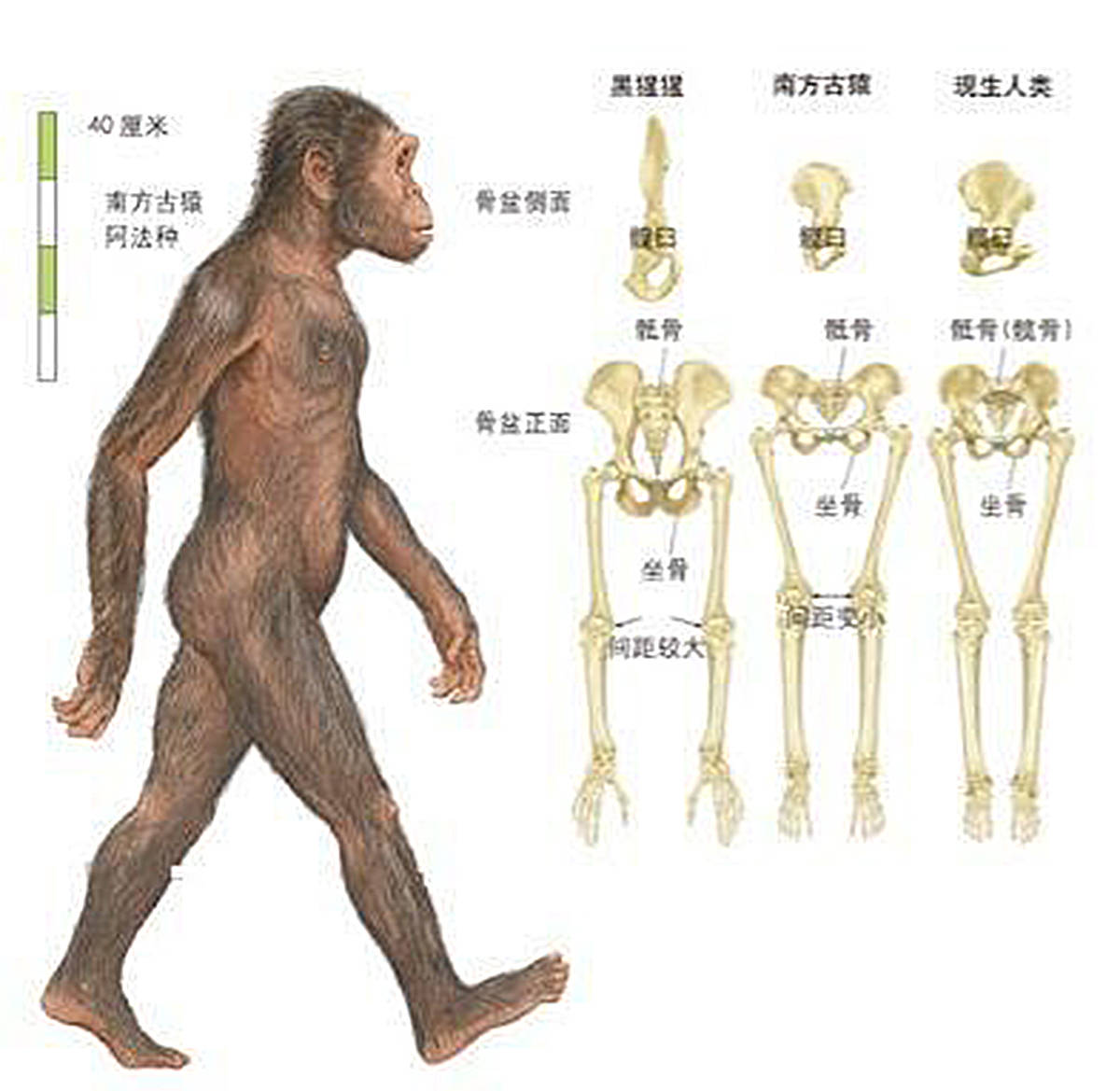 地球上那么多生物都在进化,人类为啥能够在进化中脱颖而出?