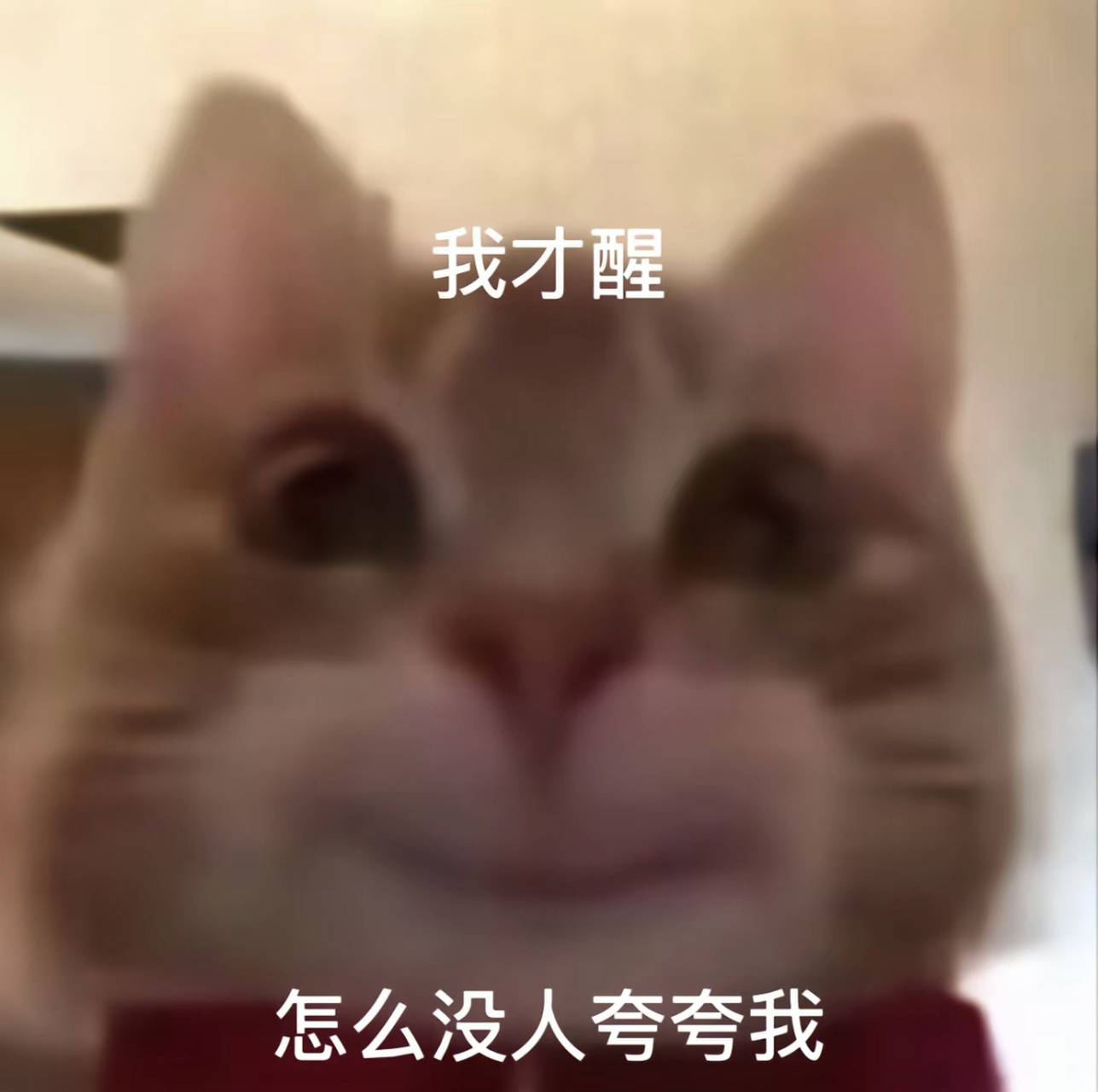 小火箭导入订阅链接