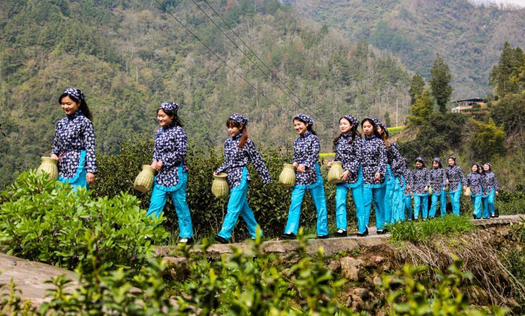 新葡萄娱乐中梭通在线：宣汉茶香袅袅富山乡(图4)