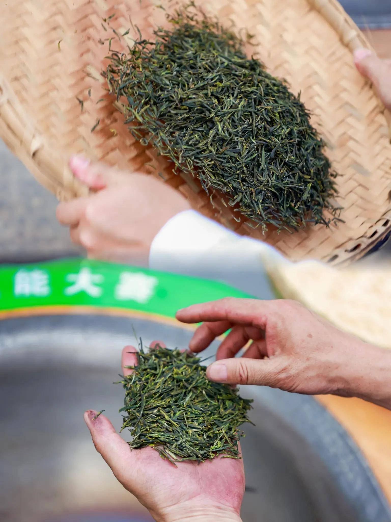 在镇巴见证一片茶雷火竞技app叶的匠心之旅(图4)