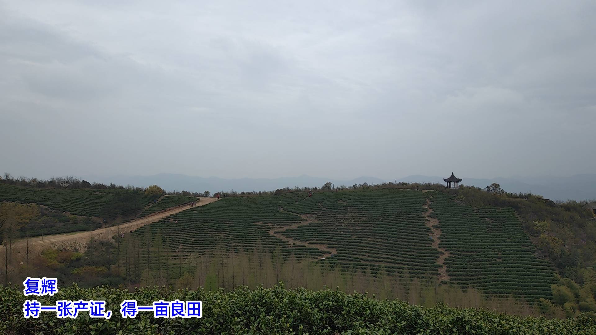 威客电竞app复辉：茶园行业机遇与挑战并存（三）(图3)
