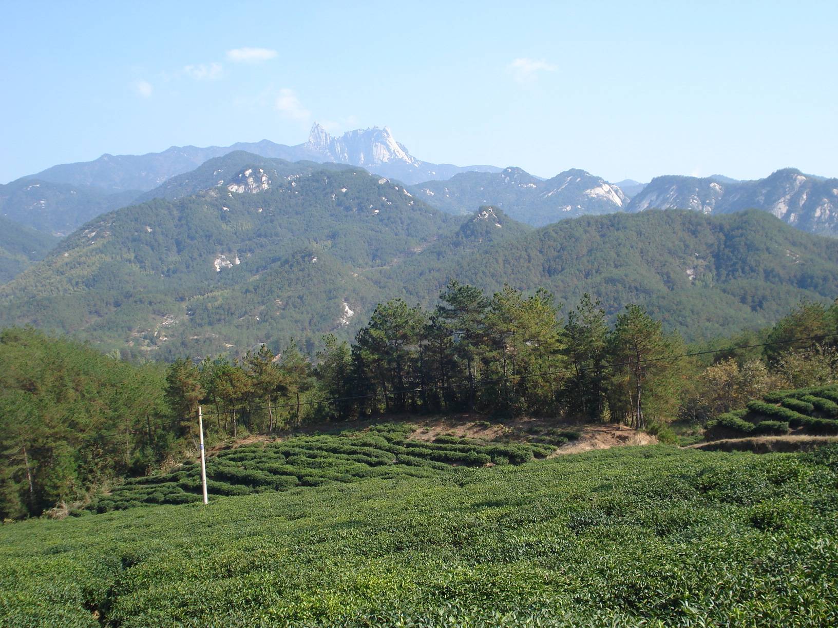 绿月茶业：PG电子下载茶之使命共享茶韵之美(图1)