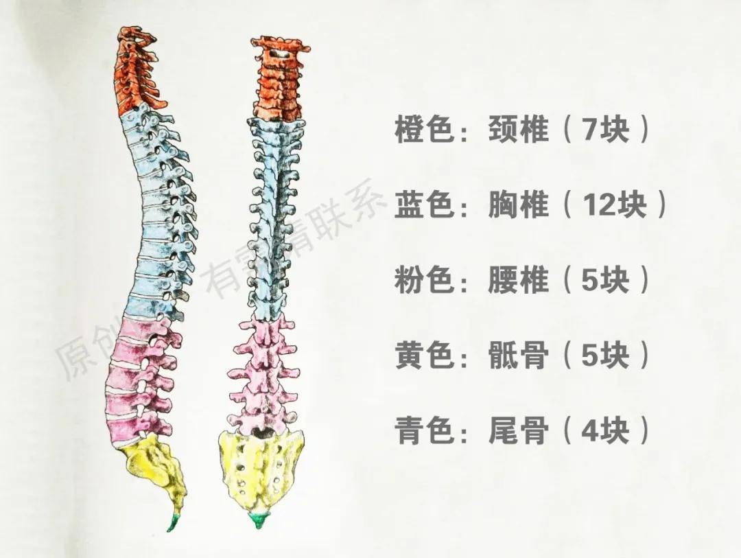 #学习分享226#骨质增生究竟是怎么发生的？