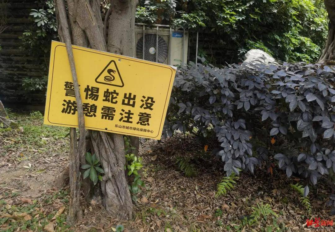 天降2米大蛇，四川“硬核”大爷徒手逮蛇，一顿抡摔！专家：不建议这样处理