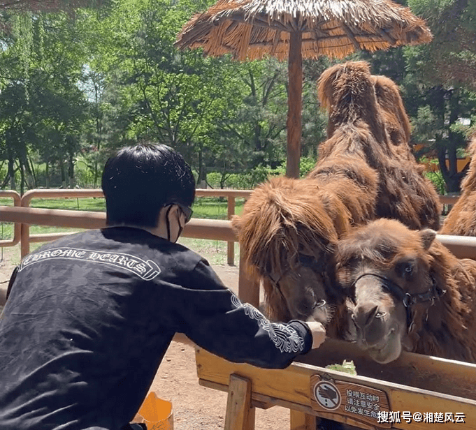 原创             王楚钦逛动物园，林诗栋回海南遇台风，大头与大胖儿子合影上热搜