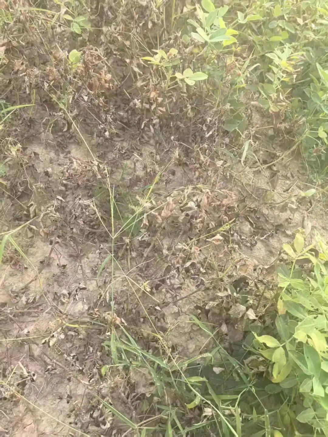 湖南女子称自家两亩菜地被人投毒，“十余种菜全毁损失上万”，警方：已送检，正调查