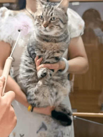 主人欠钱3岁狸花猫被法拍，起拍价500元！宠物店：寄养费已超两万