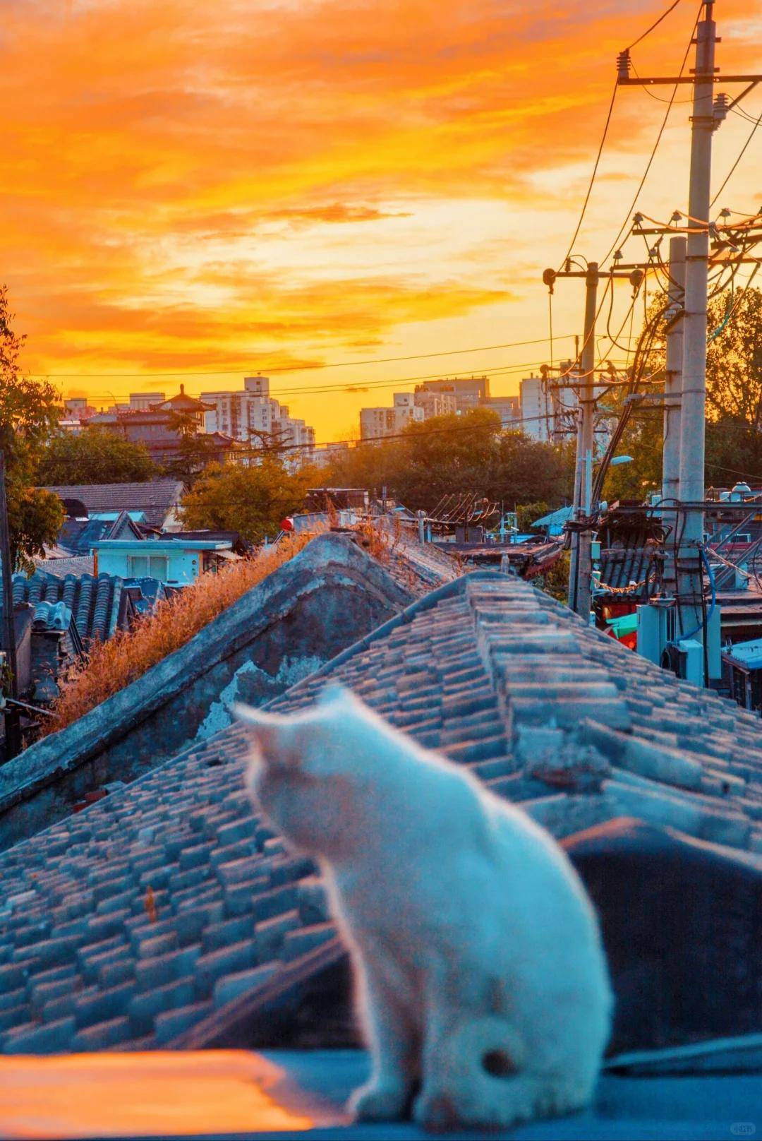 家靠谱的私人订制旅行社带您告别传统跟团新葡京娱乐场app北京定制游崛起！这5(图1)