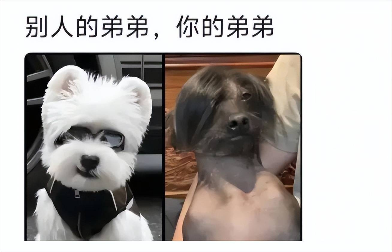 全网都在拆散董璇的家，但是董璇不是傻子，并且张维伊也很优秀！