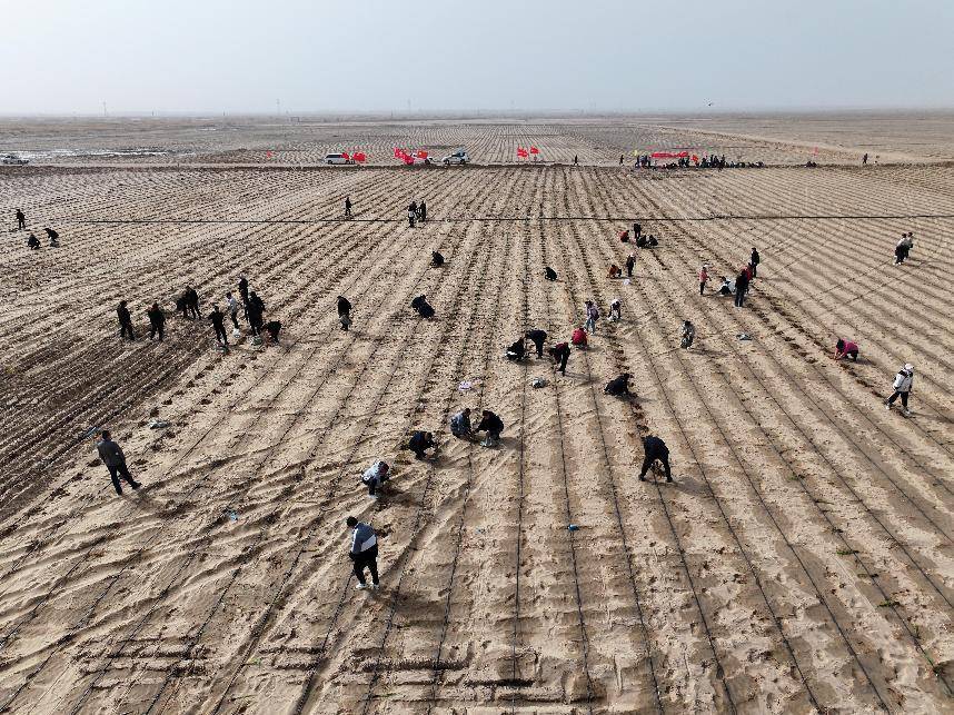 多国官员点赞新疆菌草治理模式 为全球荒漠化治理提供新范式