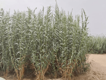 多国官员点赞新疆菌草治理模式 为全球荒漠化治理提供新范式