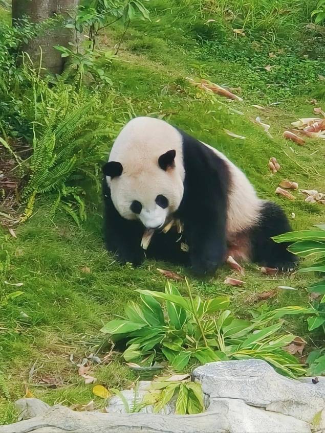 中秋节川渝旅行团游玩五天四晚花费多少？都江堰五日游最佳方案！Binance Casino - 领先的数字货币娱乐场，安全稳定，极速存取