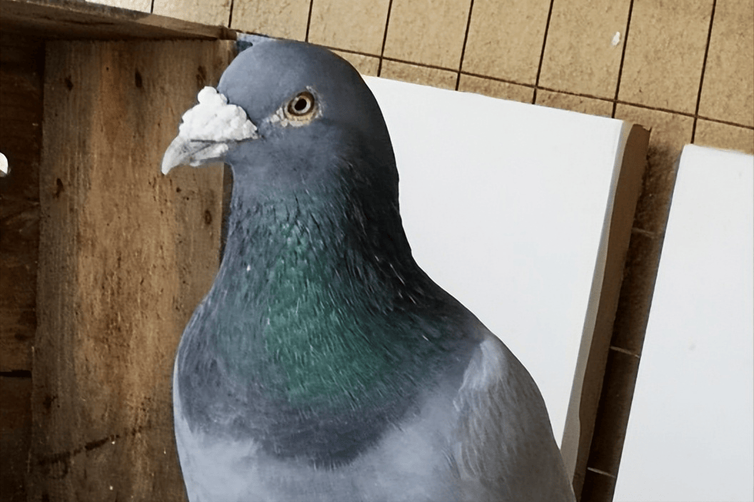 鸽子呼吸道吃什么药？不同的感染用药有区别，一文理清选药逻辑