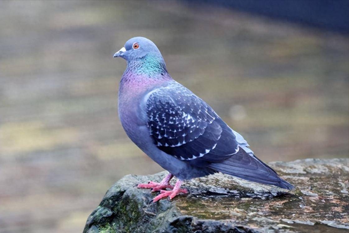 翻翻鸽口黄吃什么药好得快？针对引种期混合感染，选对药3天缓解